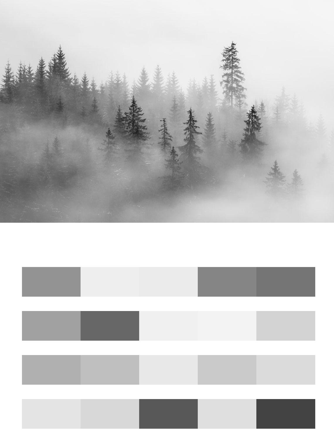 Серый лес в тумане цвета