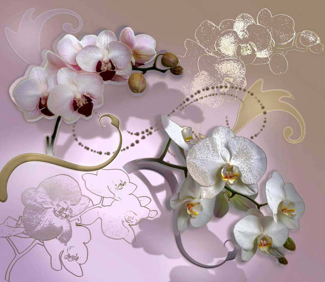 Фотообои Веточка белой орхидеи