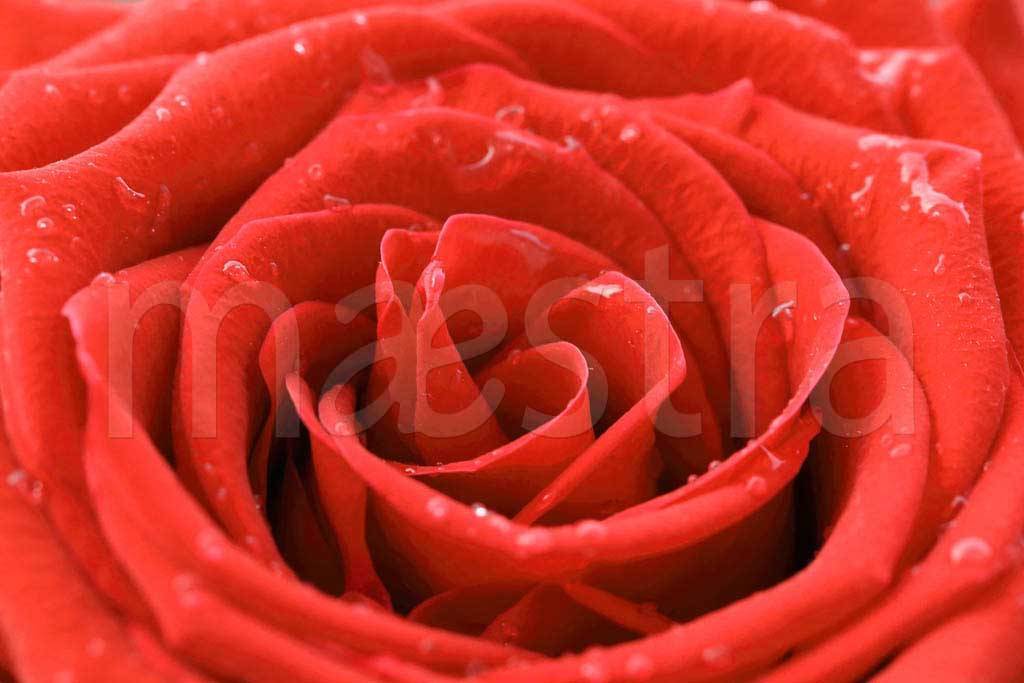 Фотообои Красная роза великолепная