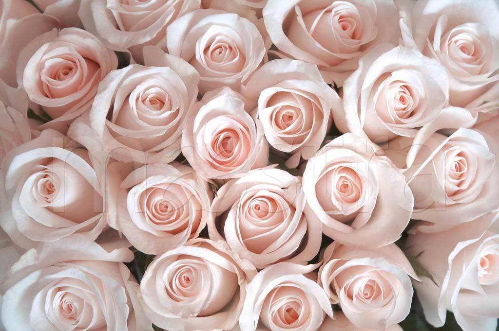 Фотообои Нежные розы розовые
