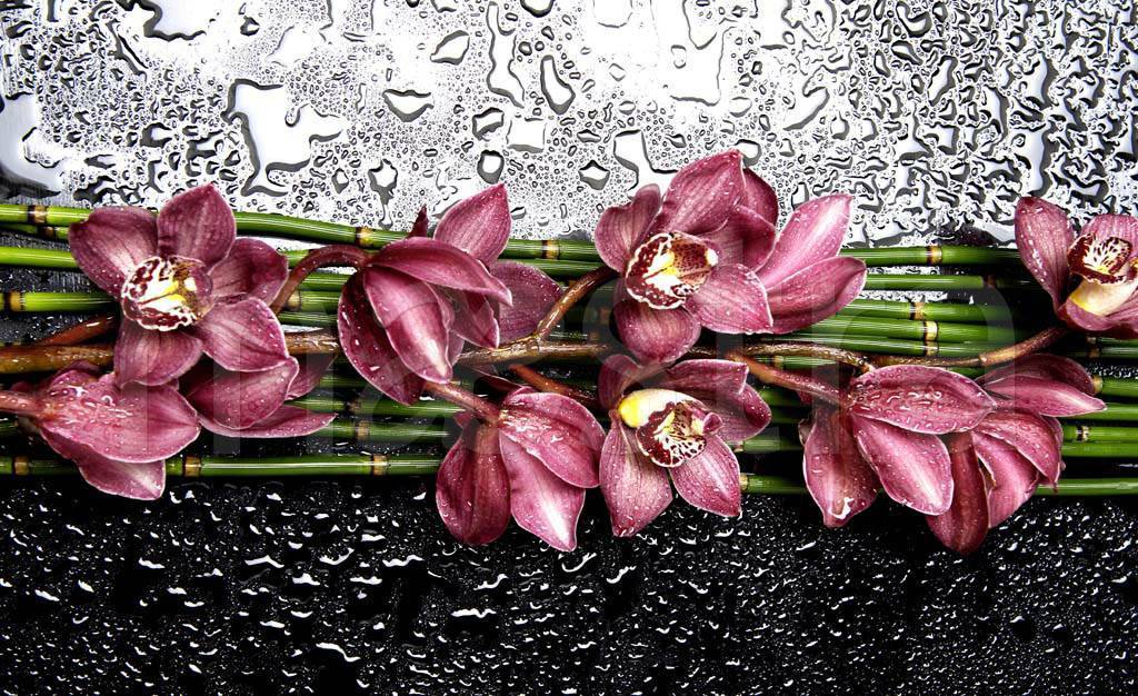 Фотообои Цветы розовой орхидеи на темном фоне