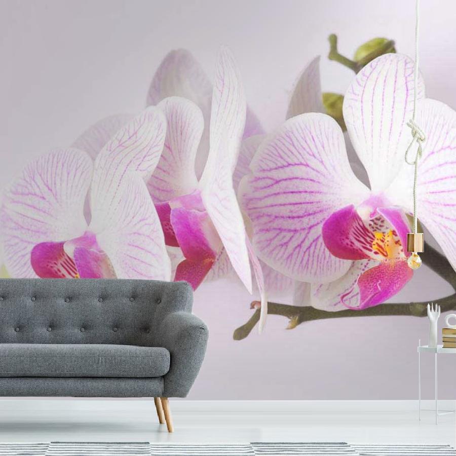 фотообои розовая орхидея  красивая 10-165