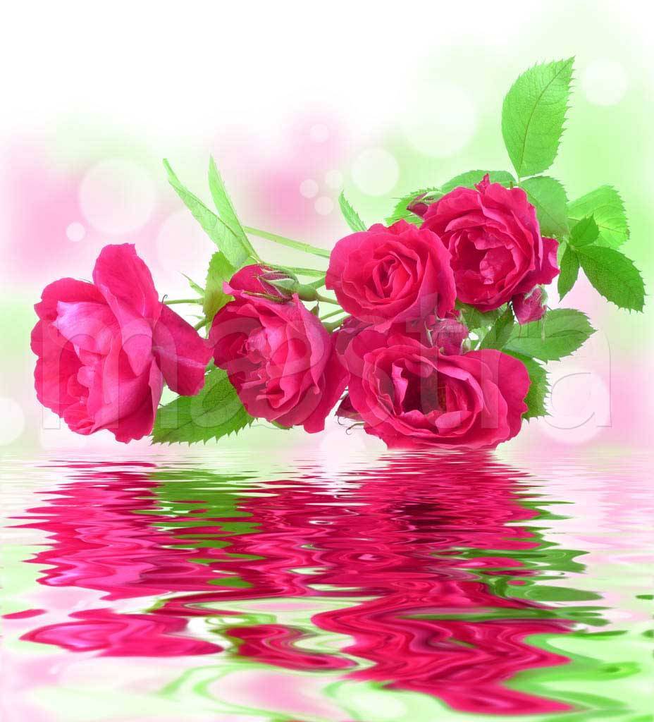 Фотообои Насыщенные розы над водой