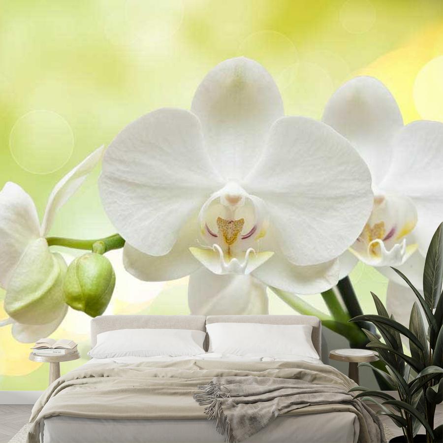 фотообои белая орхидея на зеленом фоне 10-184