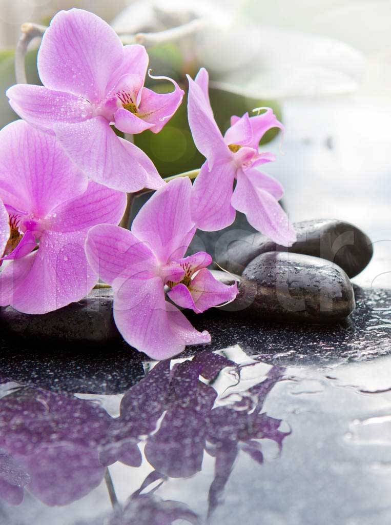 Фотообои Цветки орхидеи на камнях вертикальные