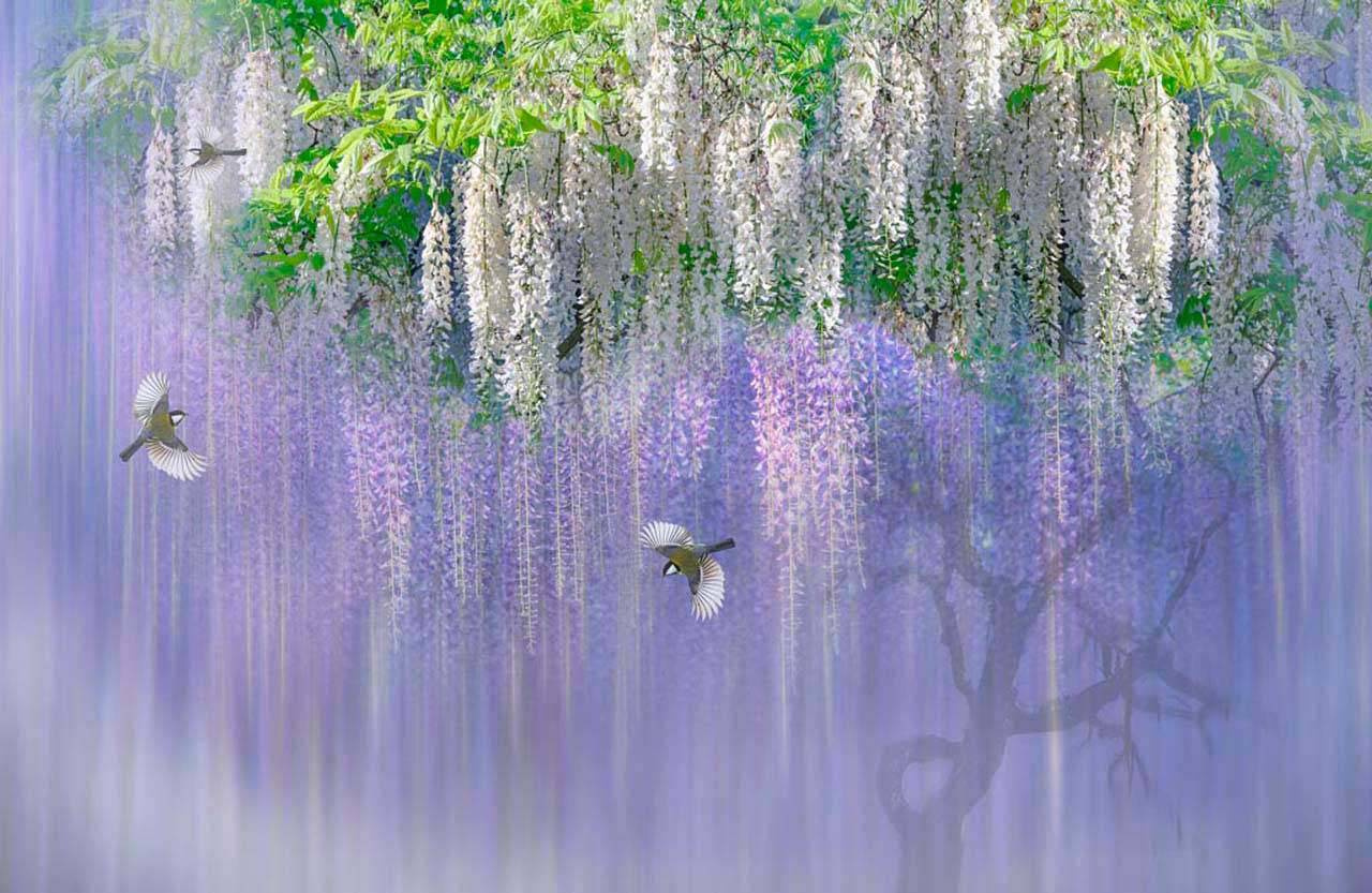 Фотообои Сиреневое цветущее дерево