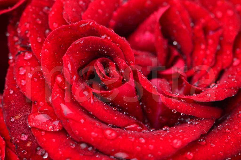 Фотообои Красная роза с каплями росы