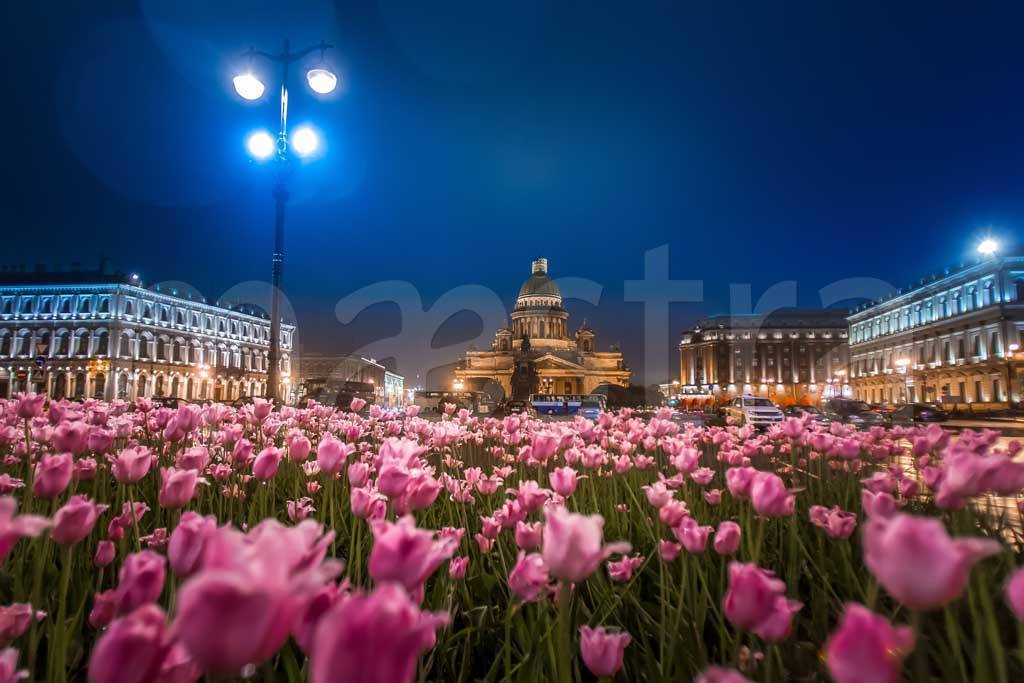 Фотообои Розовые тюльпаны у Исаакиевского собора в ночи