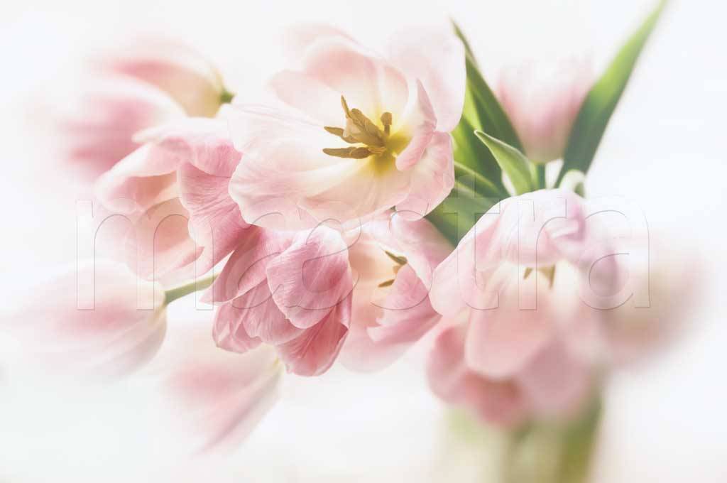 Фотообои Розовые тюльпаны на белом фоне