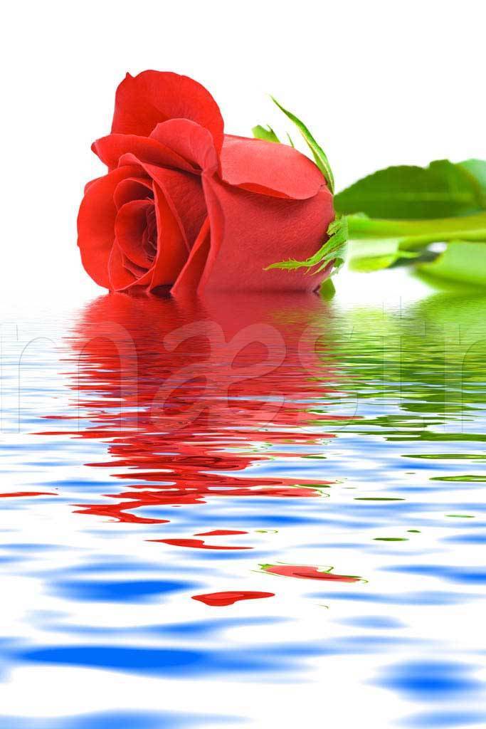 Фотообои Красная роза над водой