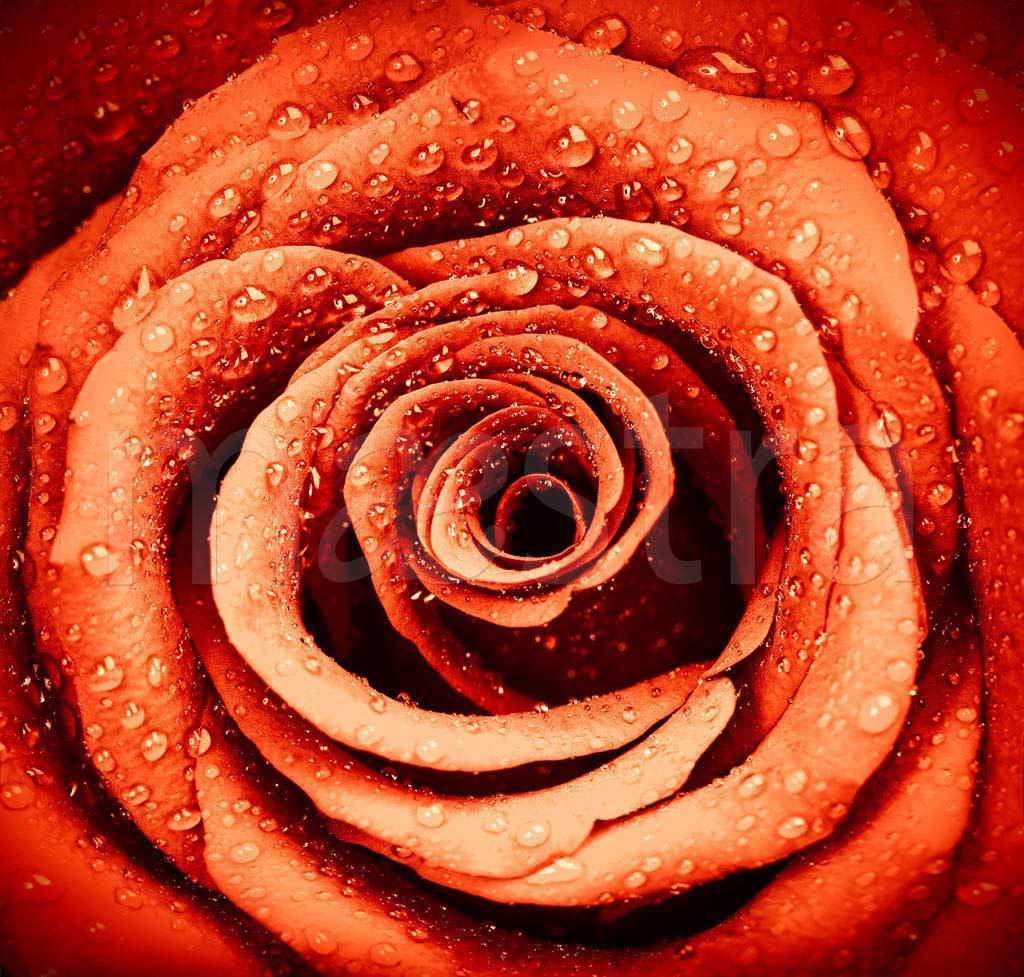 Фотообои Роза с каплями воды живописная