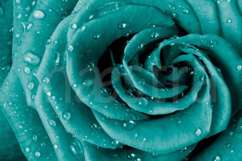Фотообои Изящная роза с каплями воды