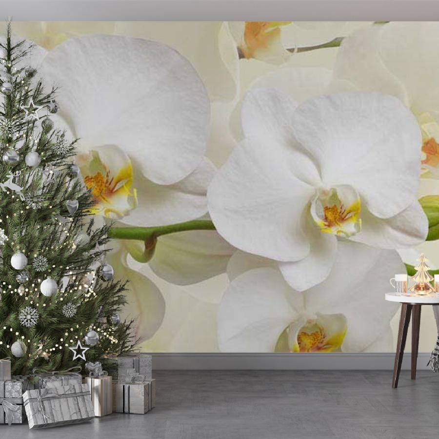 фотообои белая орхидея пленительная 10-162
