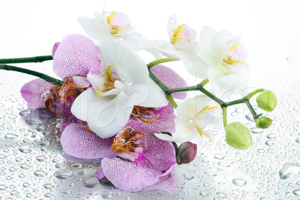 Фотообои Ветка розовой орхидеи и капли воды