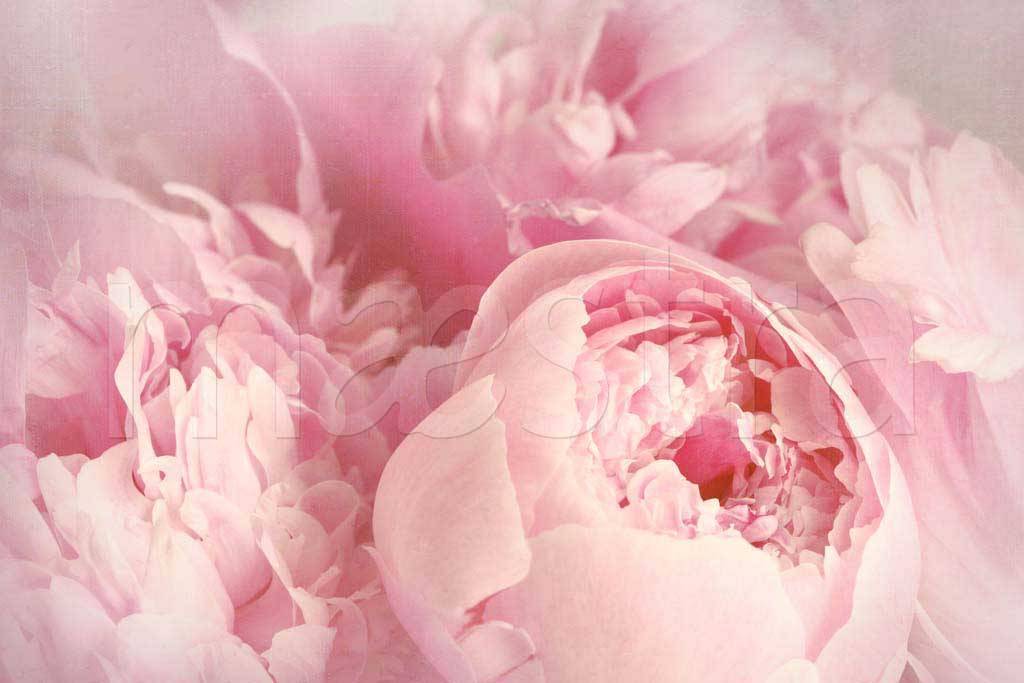 Фотообои Розовые пионы
