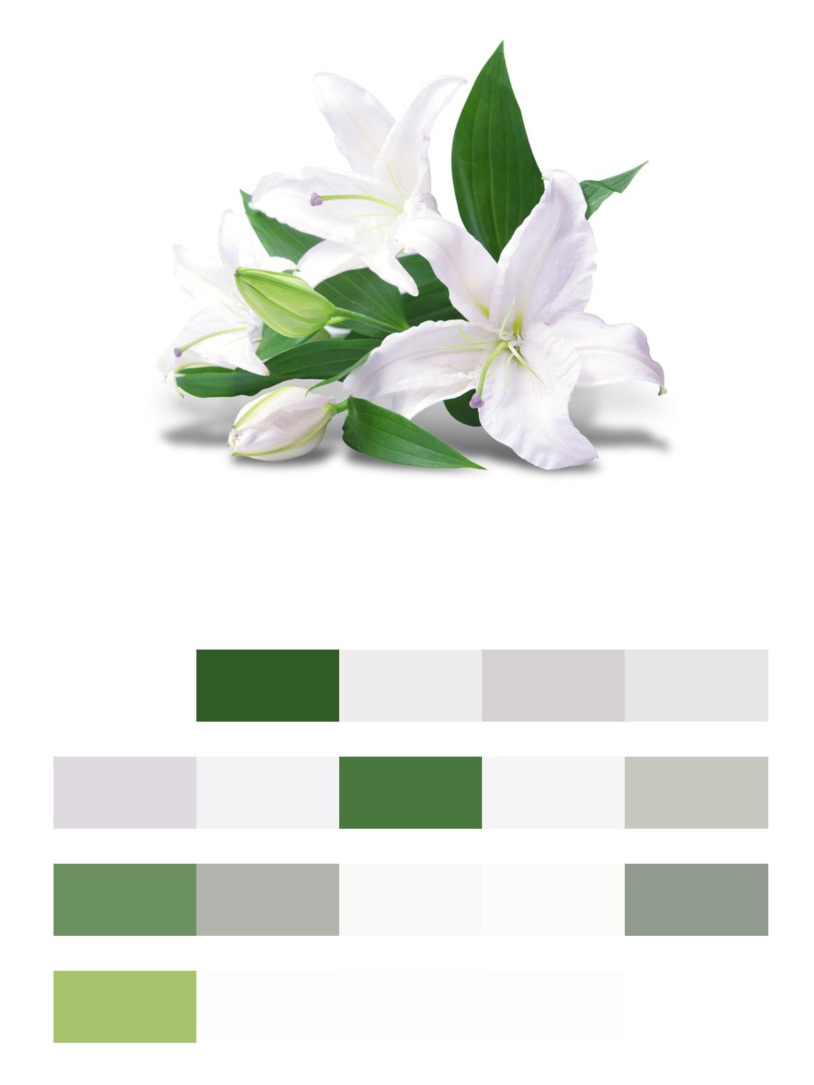 Белая лилия цвета