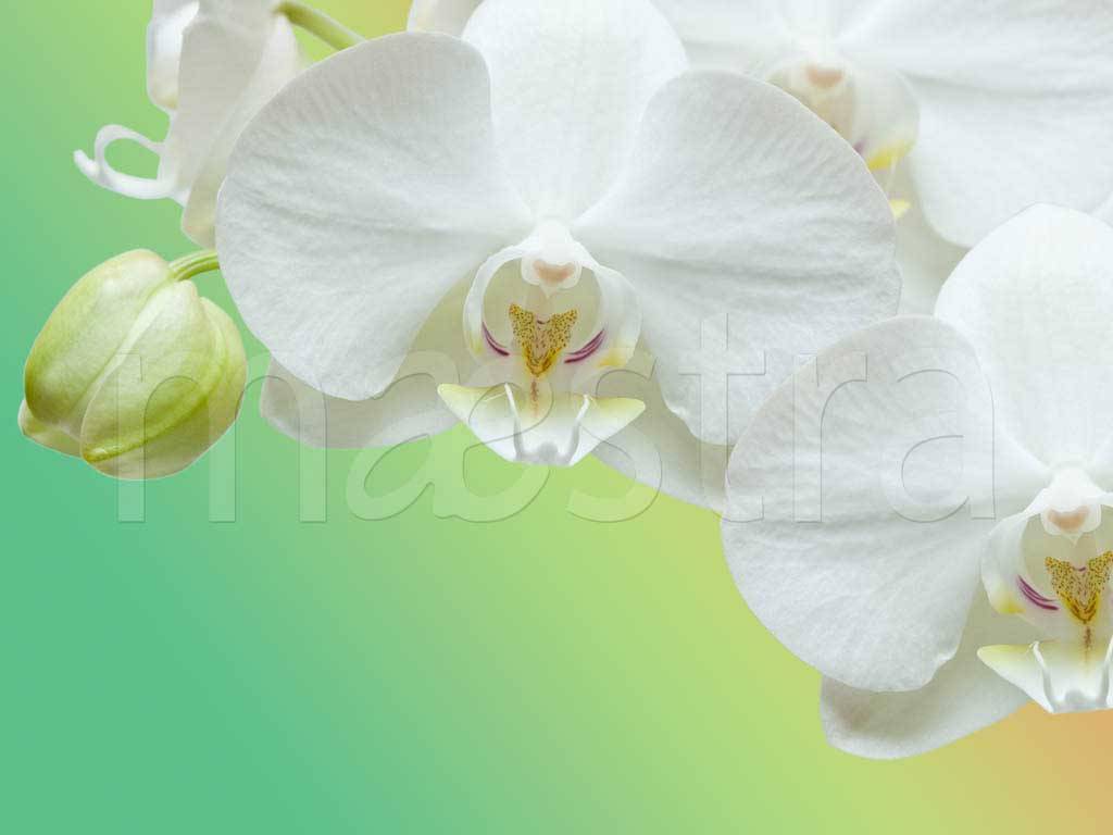 Фотообои Веточка орхидеи на зеленом фоне