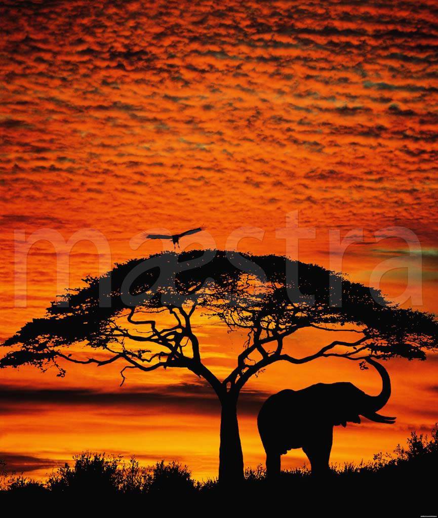 Фотообои Африка закат
