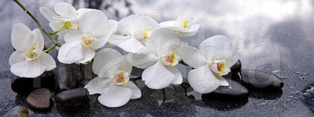 Фотообои Белая орхидея на черном фоне