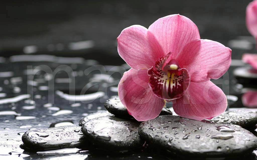 Фотообои Розовая орхидея и камни
