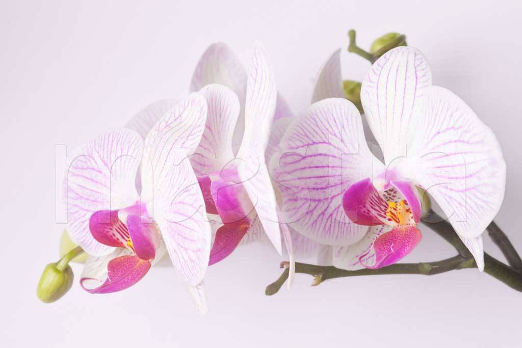Фотообои Ветка орхидеи на светлом фоне