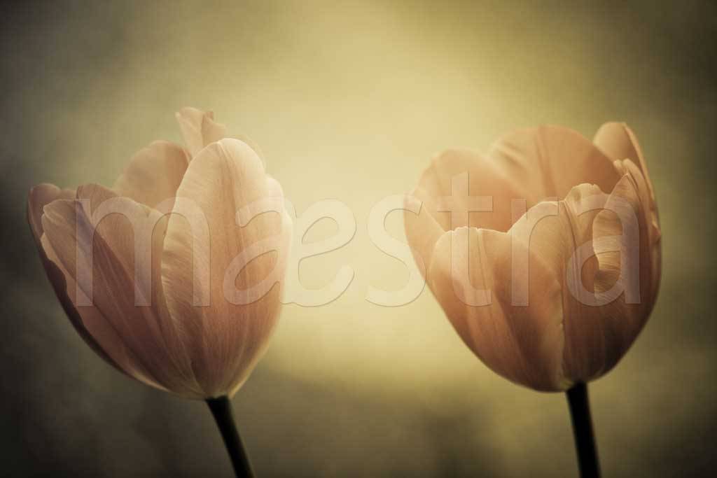 Фотообои Картина белые тюльпаны