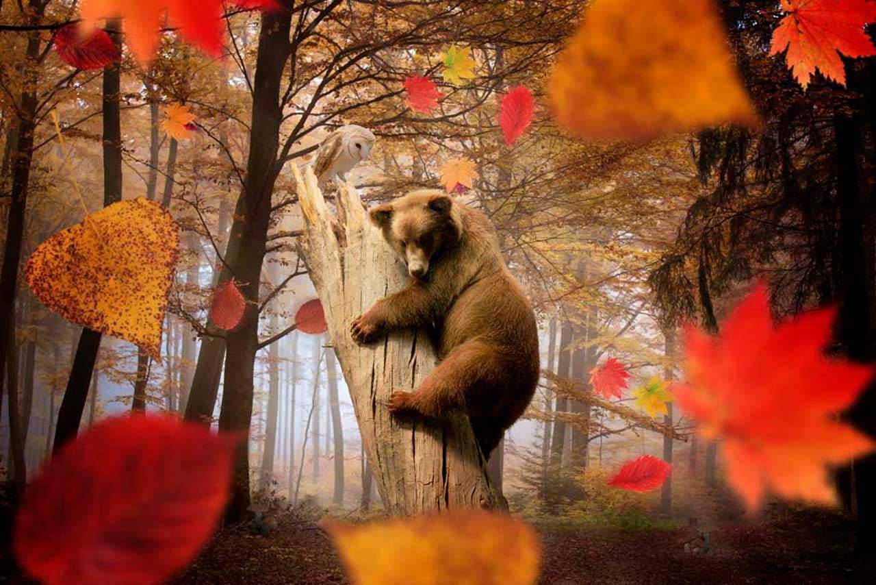 бурый медведь 4-168