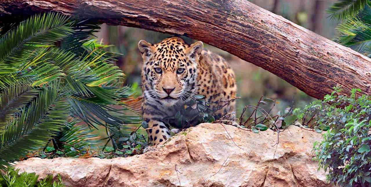 Фотообои Леопард в лесу