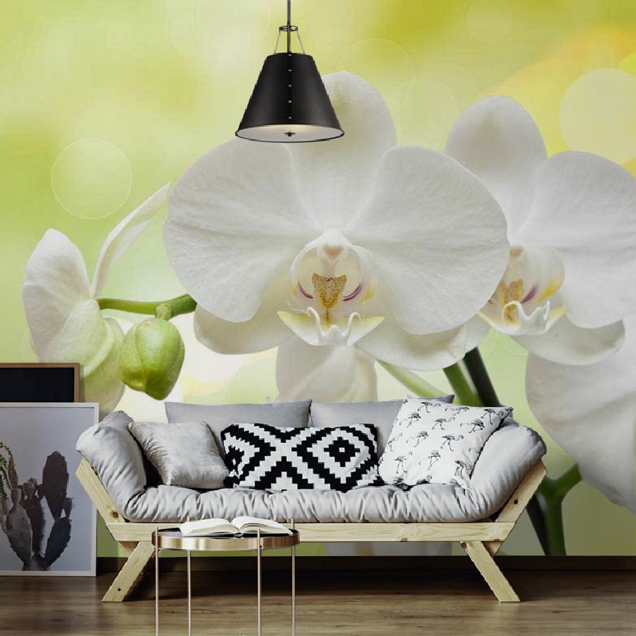 фотообои белая орхидея на зеленом фоне 10-184