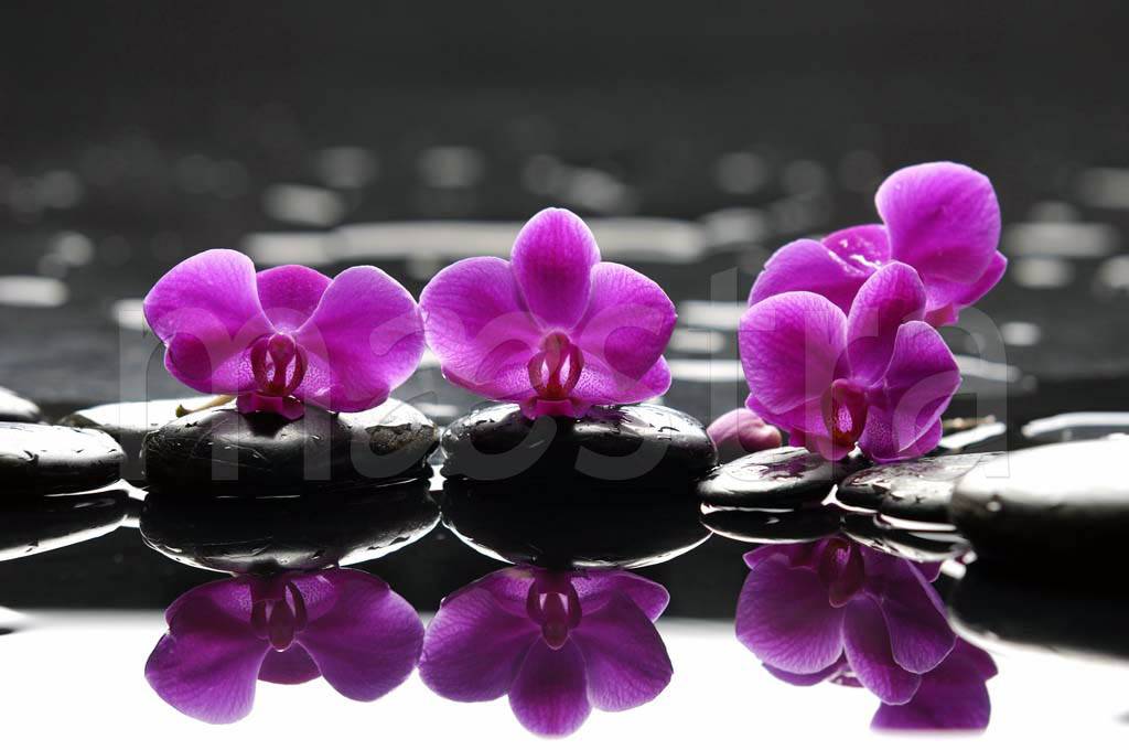 Фотообои Фиолетовая орхидея 3д