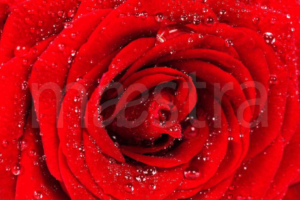 Фотообои Красная роза с каплями росы изящная