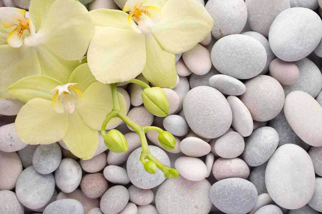 фотообои светлая орхидея на камнях 10-203