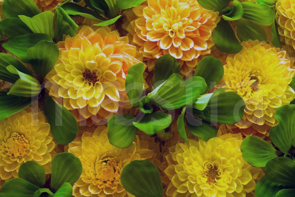 Фотообои Крупные желтые цветы
