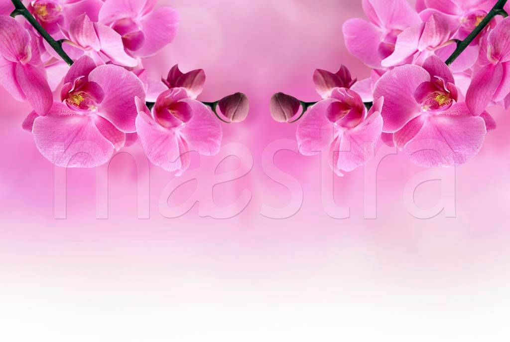 Фотообои Розовая орхидея на стену