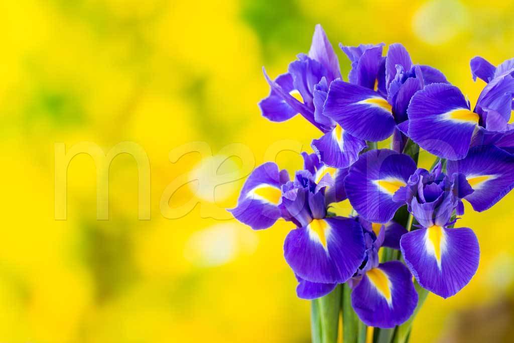 Фотообои Фиолетовый цветок ириса на желтом фоне