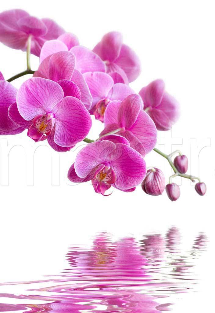 Фотообои Розовая орхидея на розовом фоне над водой