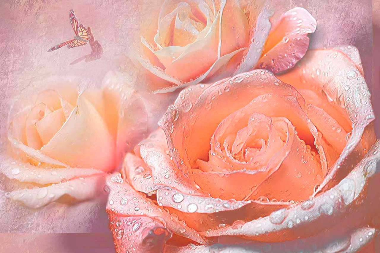 Фотообои Цветы, розы, розовые розы в росе
