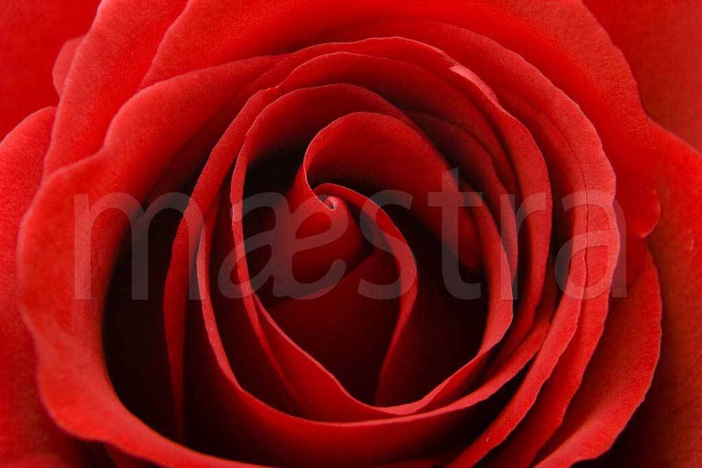 Фотообои Красная роза пышная
