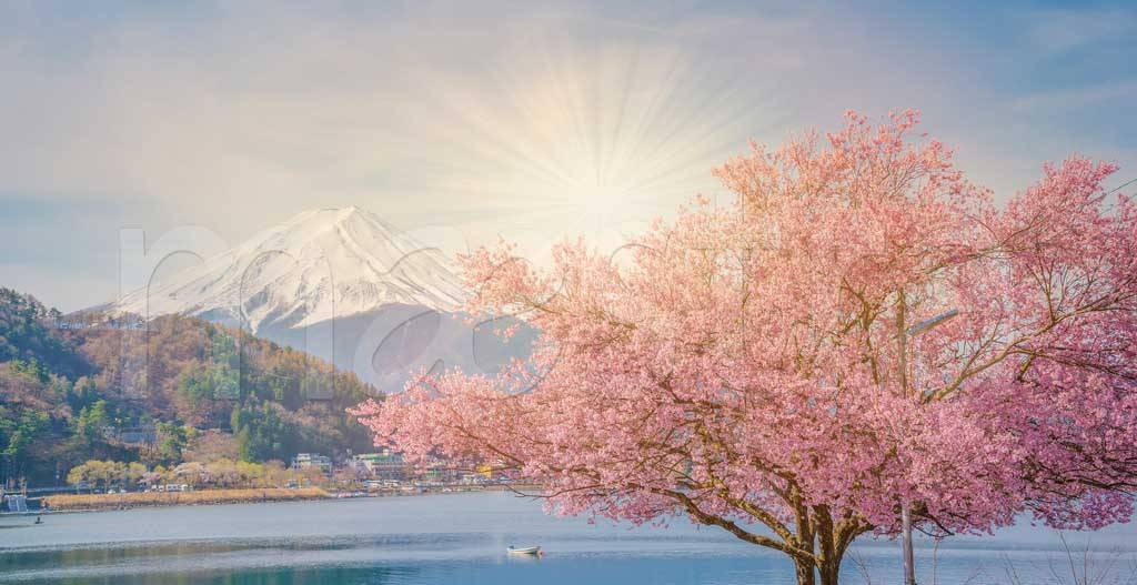 Фотообои Гора Фудзи весной когда цветет сакура