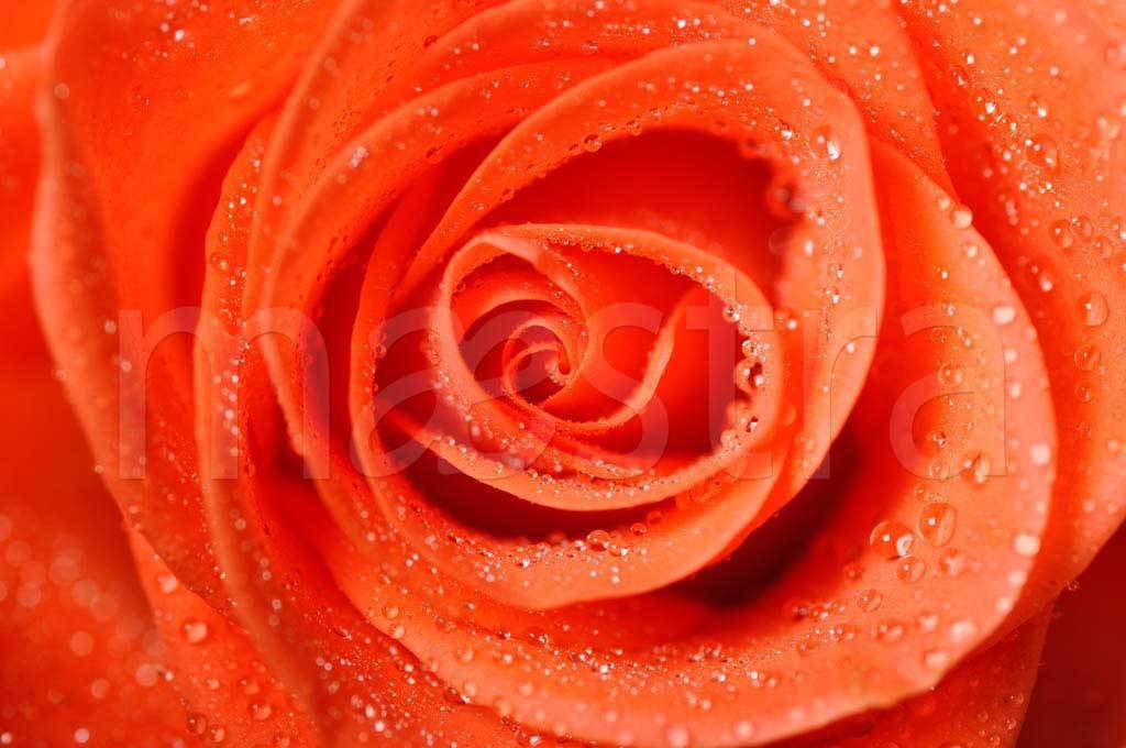 Фотообои 3д роза с каплями воды