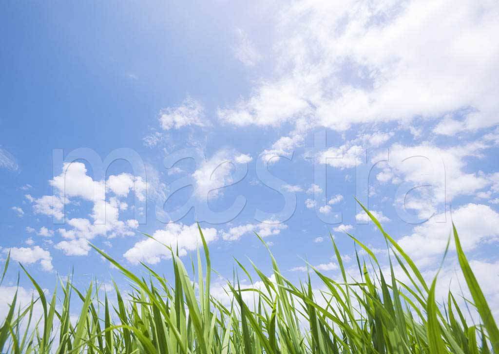 Фотообои Зеленая трава и светлое небо