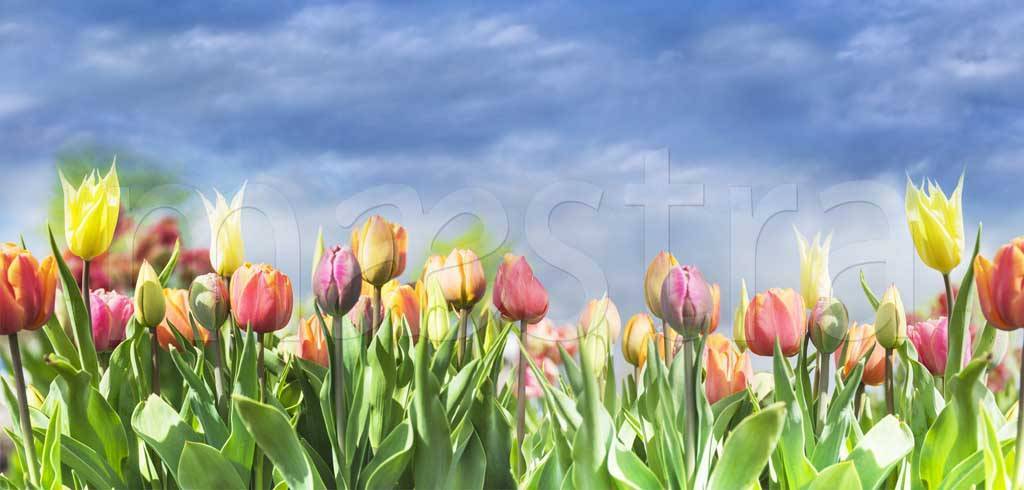 Фотообои Разноцветные тюльпаны под голубым небом
