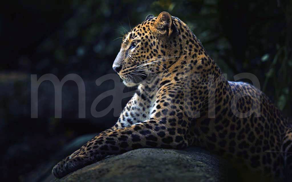 Фотообои Леопард на темном фоне