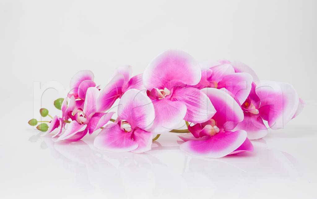 Фотообои Розовая орхидея на светлом фоне