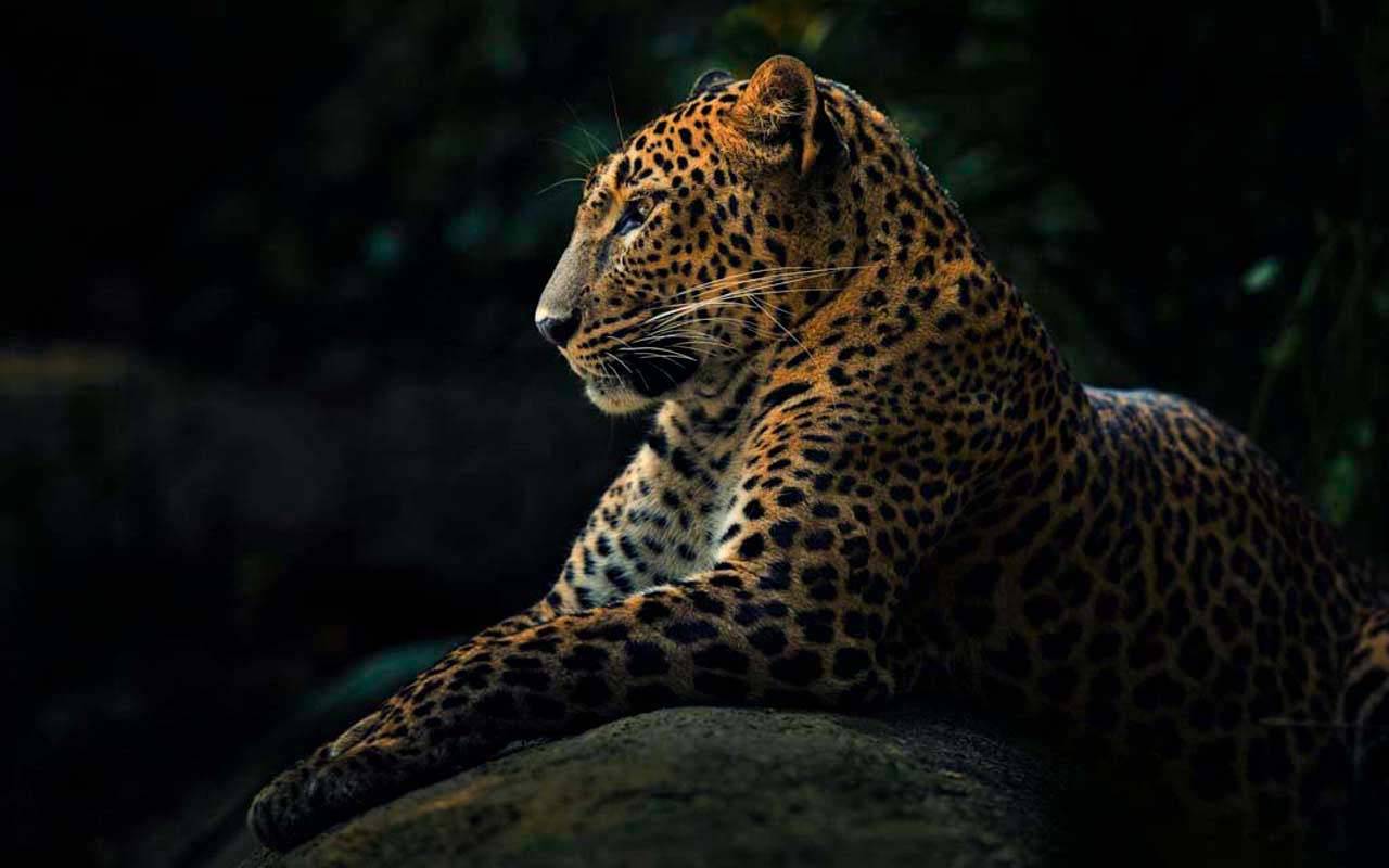 леопард на темном фоне 4-160