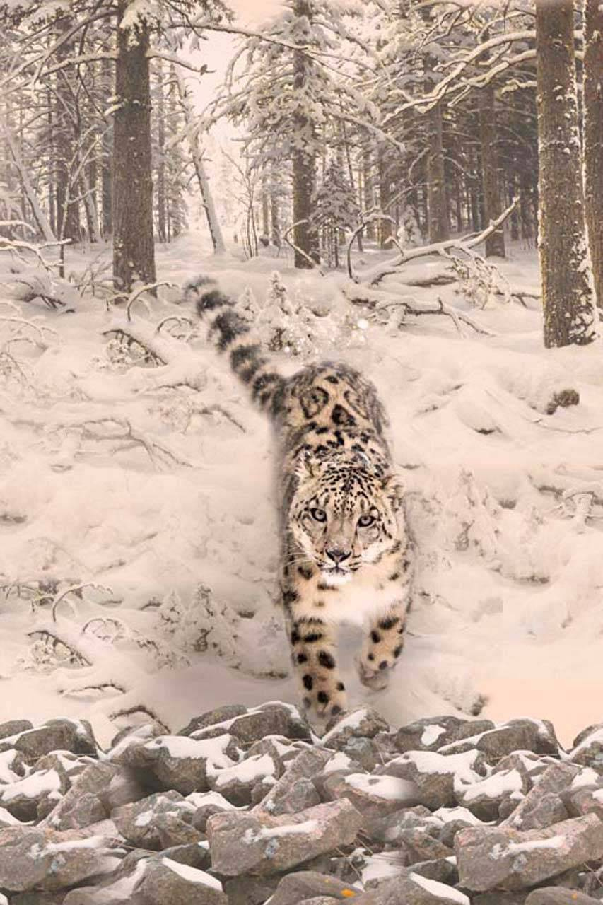 Фотообои Леопард зимой в лесу