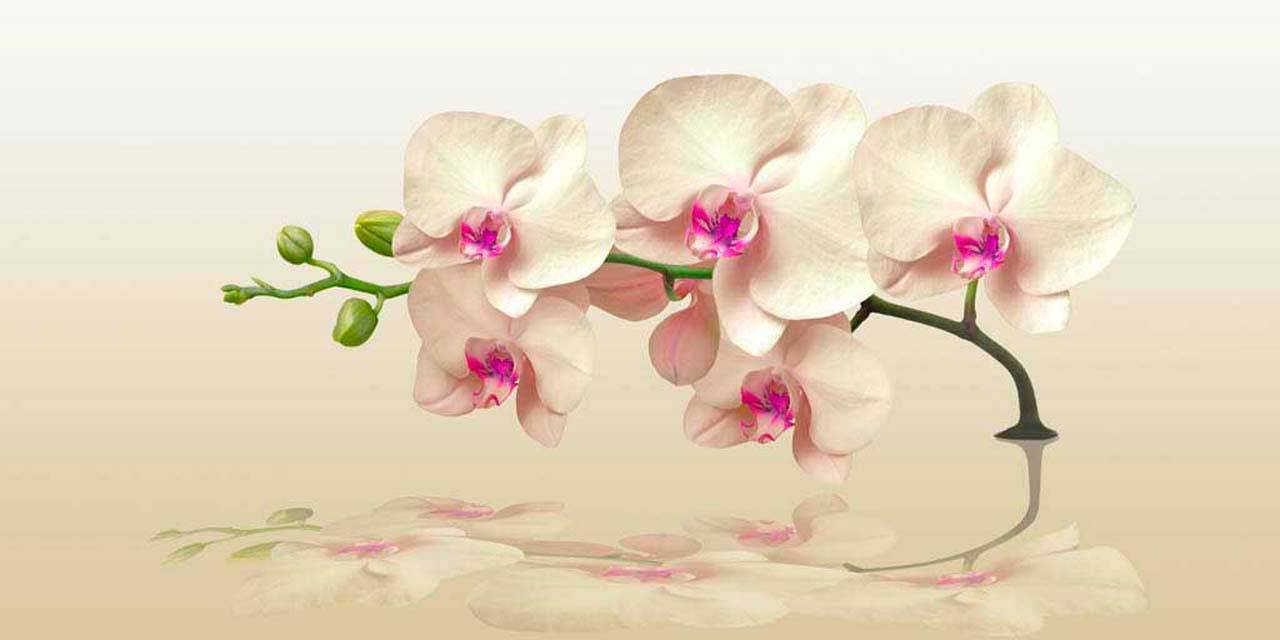 фотообои ветка орхидеи над водой 10-202