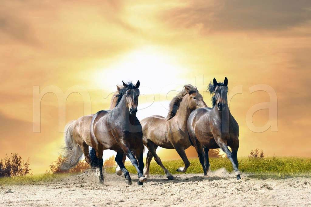 Фотообои Лошади на фоне заката