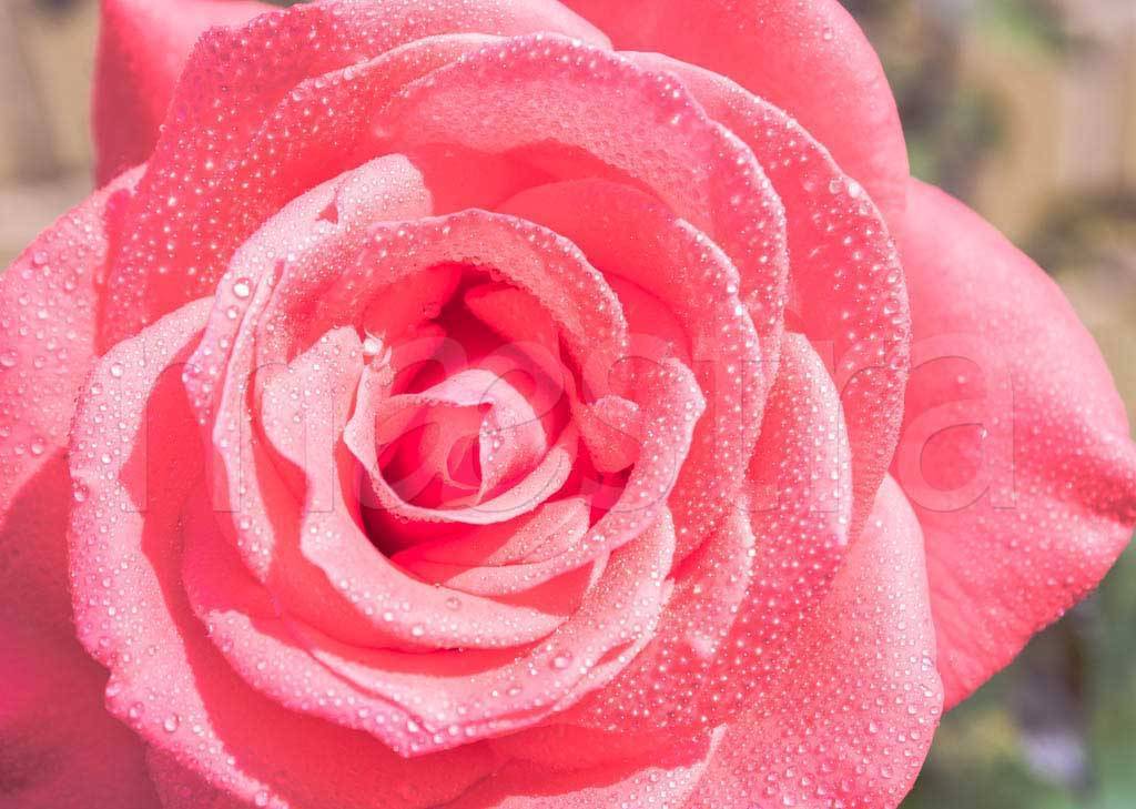 Фотообои Цветок розы с каплями росы