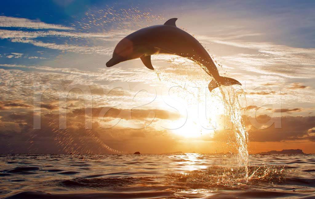 Фотообои Дельфин на фоне заката
